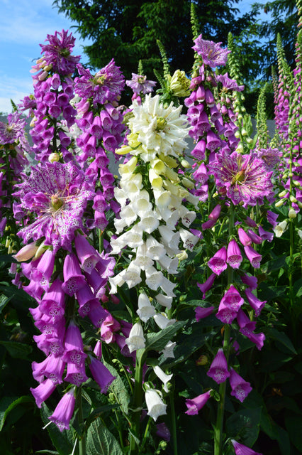 Monstrosa Foxglove