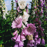 Monstrosa Foxglove