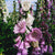 Monstrosa Foxglove