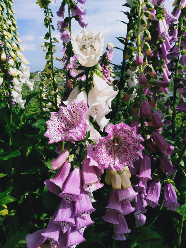 Monstrosa Foxglove
