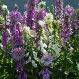 Monstrosa Foxglove