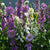 Monstrosa Foxglove