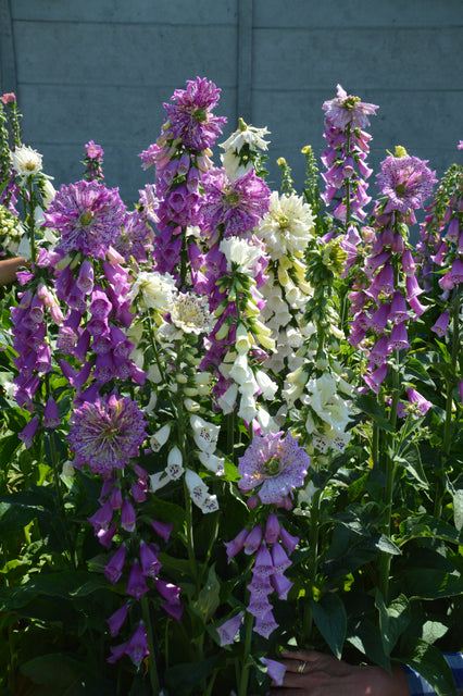Monstrosa Foxglove