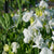 Royal Family White sweet pea west coast seeds in garden