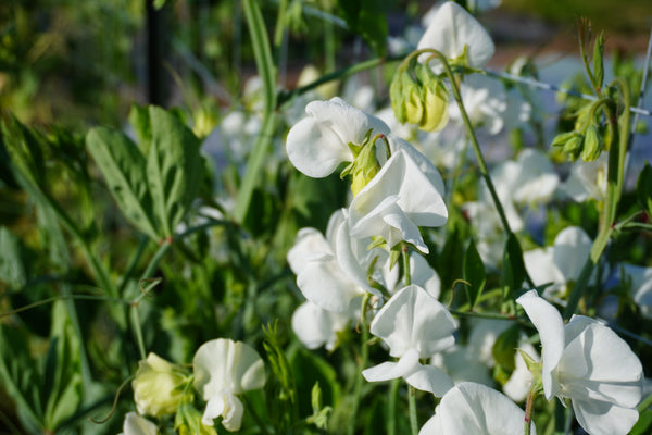 Royal Family White sweet pea west coast seeds in garden