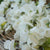Royal Family White west coast seeds
