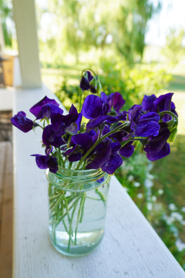 Royal Family Mid-Blue