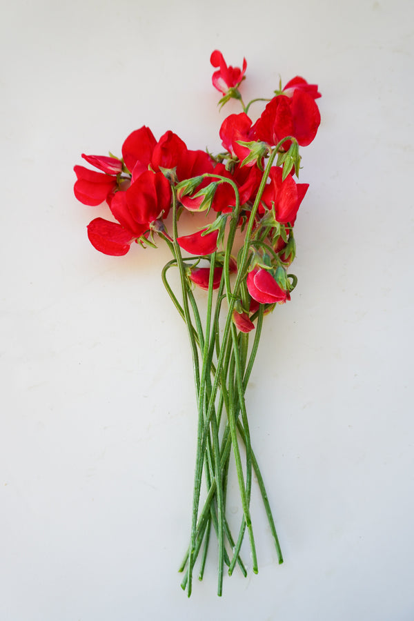 Royal Family Scarlet