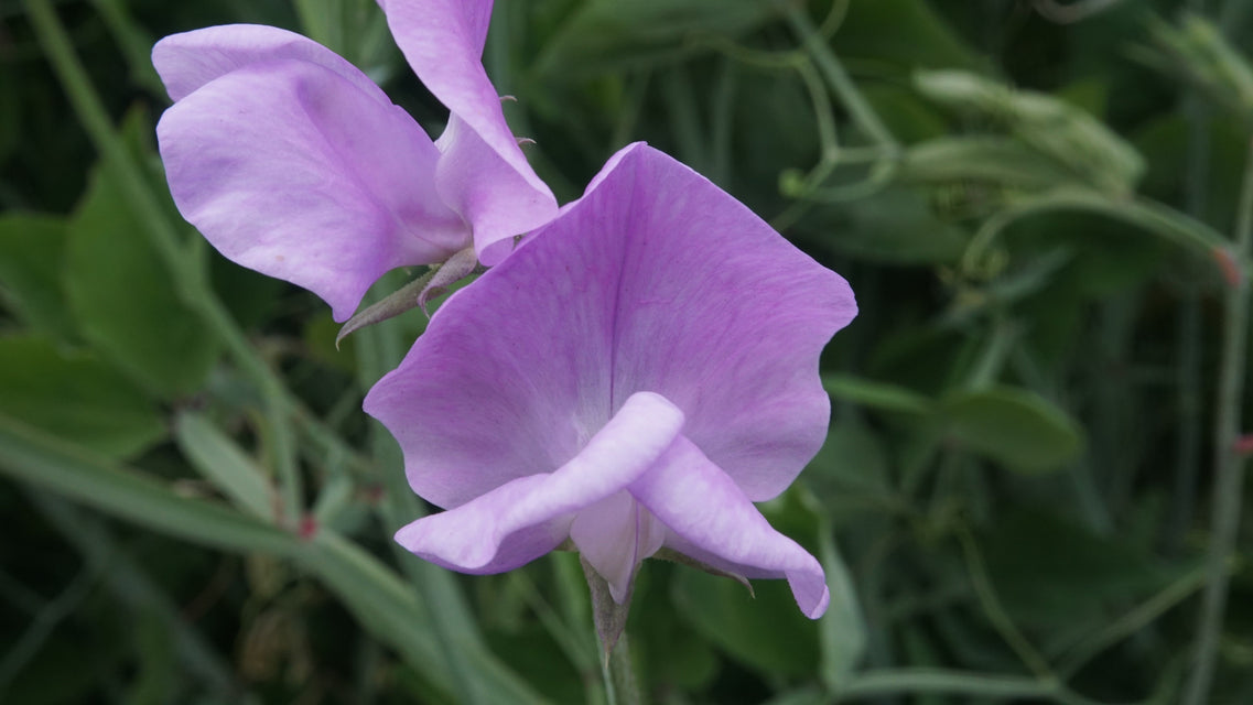 west coast seeds lavender Royal Family Lavender – West Coast Seeds