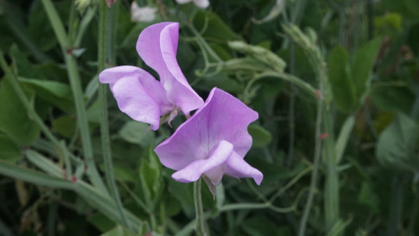 Royal Family Lavender
