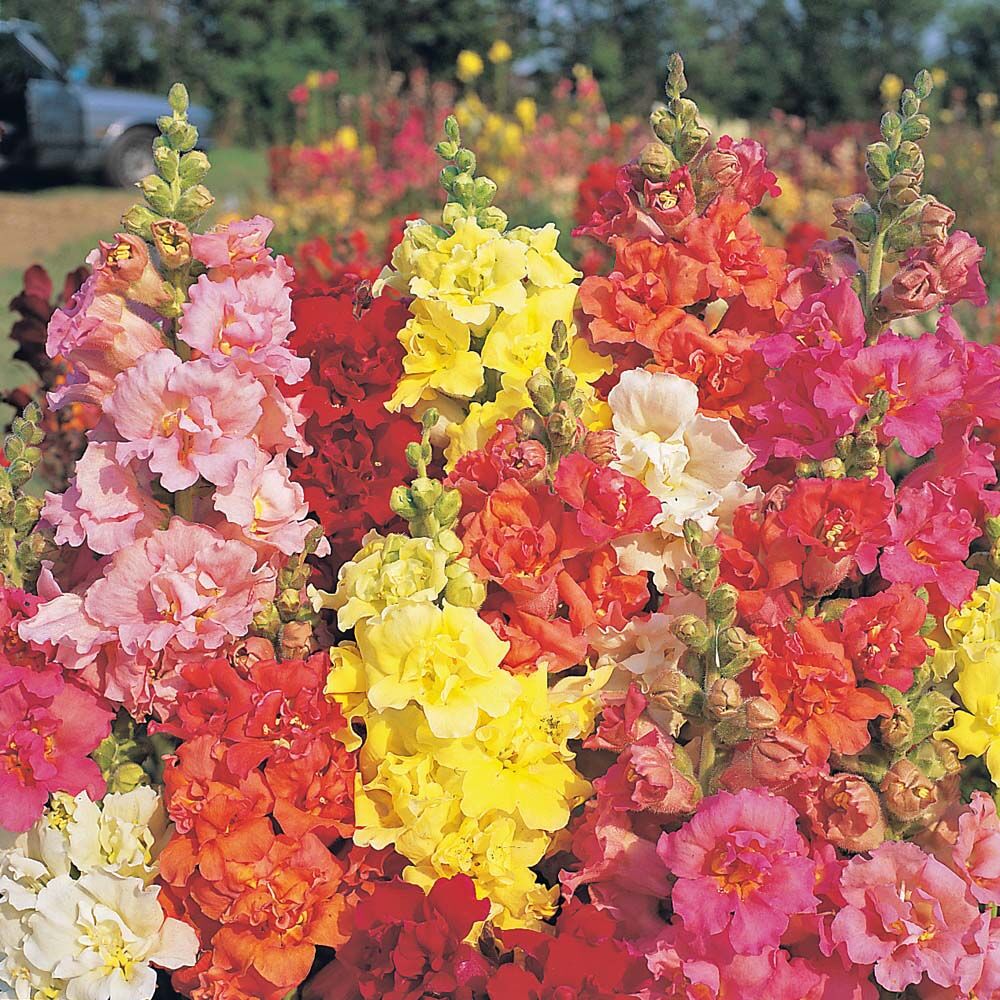 Madame Butterfly Mix F1 – West Coast Seeds