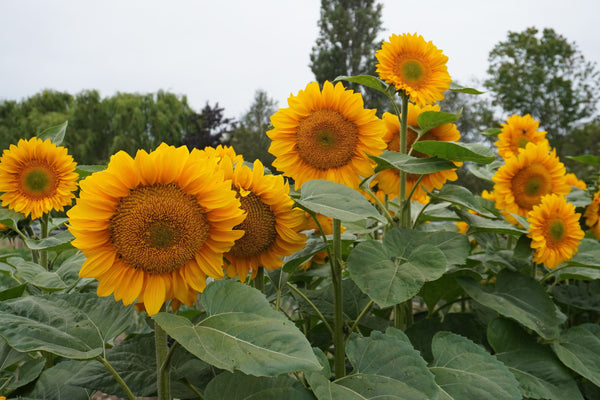 ProCut Gold Lite DMR F1