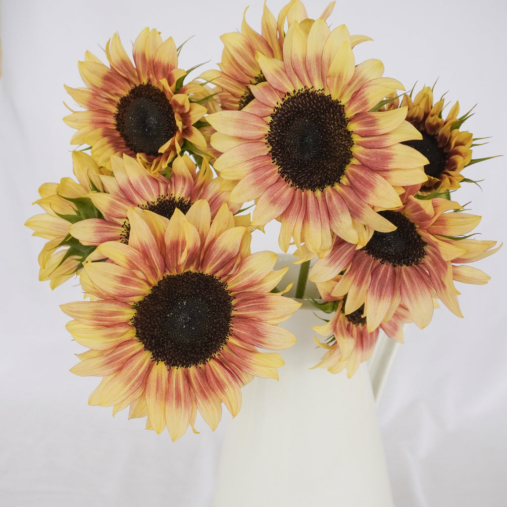 cherry rose sunflower seeds Cherry Rose F1