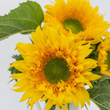 Starburst Greenburst DMR F1