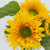 Starburst Greenburst DMR F1