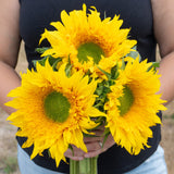 Starburst Greenburst DMR F1