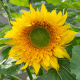 Starburst Greenburst DMR F1