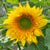 Starburst Greenburst DMR F1