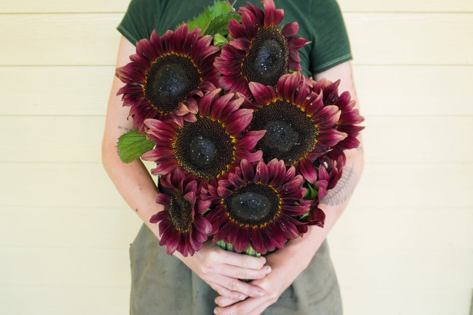 pro cut flower seeds ProCut Red F1