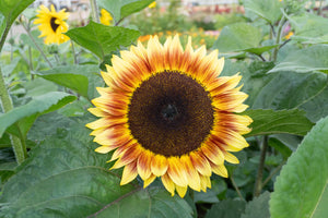 Sunflower Seeds – West Coast Seeds