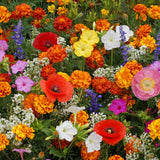 Deer Resistant Wildflower Blend Seeds