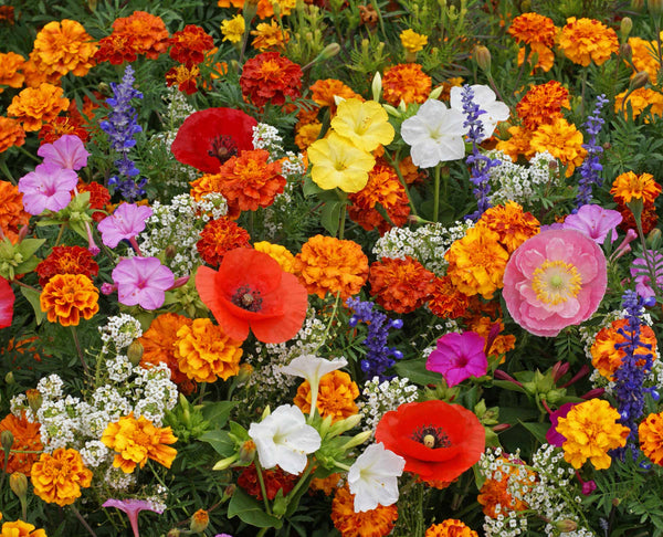 west coast seeds wildflower mix Deer Resistant Blend