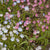 Alternative Lawn Mix