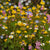 Alternative Lawn Mix