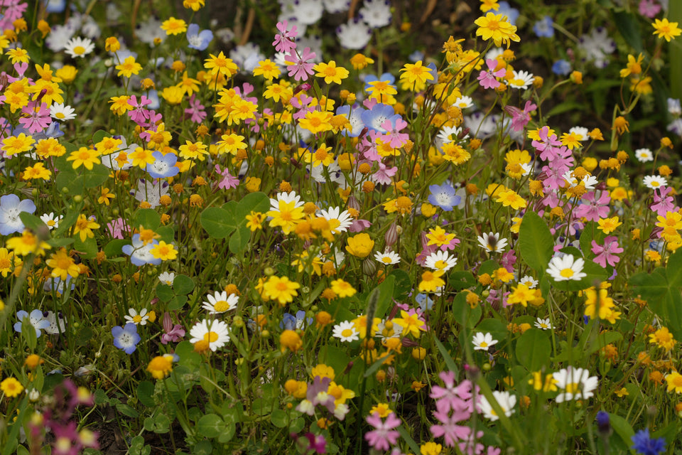 west coast seeds wildflower mix Alternative Lawn Blend Wildflower Seeds – West Coast Seeds