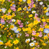 alternative wildflower blend