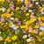 alternative wildflower blend