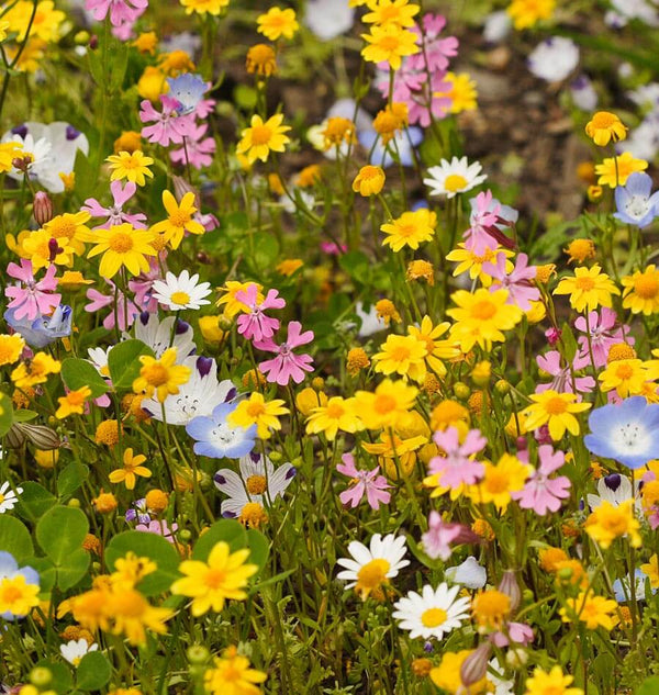 alternative wildflower blend