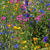 Knee High Meadow Blend