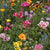 Knee High Meadow Blend