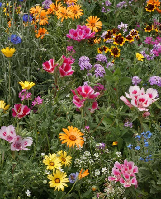 applewood wildflower seeds Knee High Meadow Blend Wildflower Seeds – West Coast Seeds
