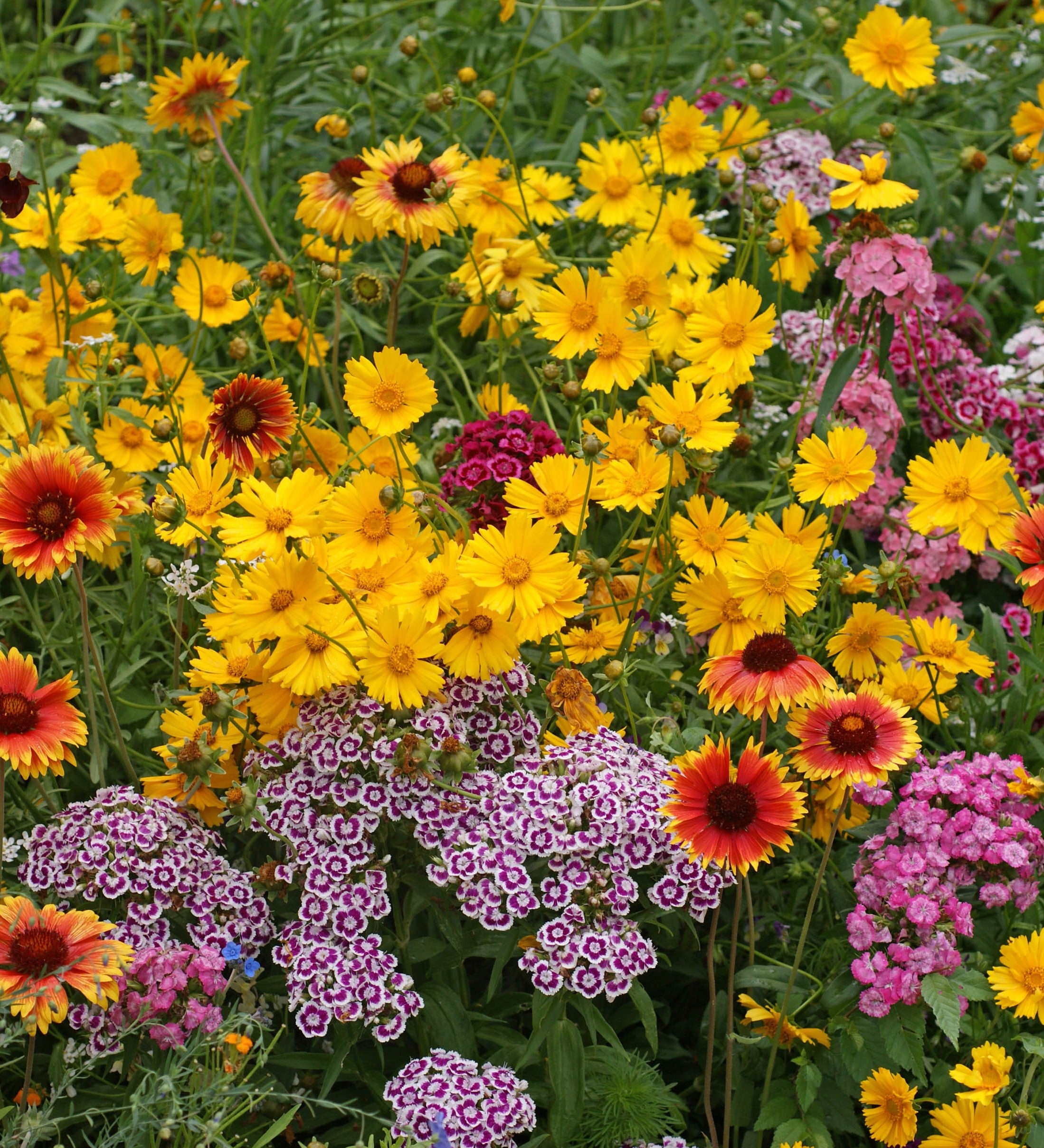Knee High Meadow Blend Wildflower Seeds – West Coast Seeds