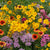 Knee High Meadow Blend