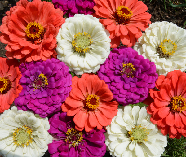 5g mixed zinnia flower seed easy to grow plant Under the Sea Mix Zinnia Seeds – West Coast Seeds