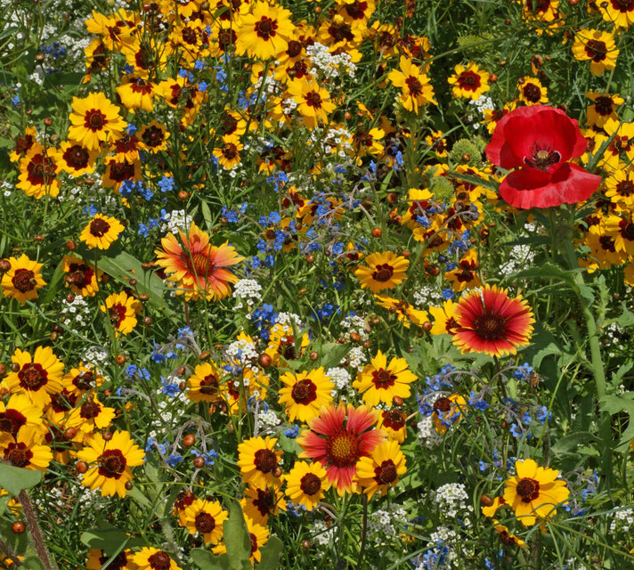 west coast seeds wildflower mix Bee Garden Blend Wildflower Seeds – West Coast Seeds