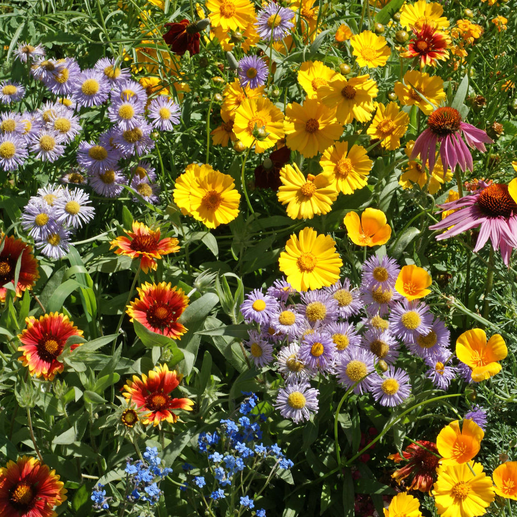 west coast seeds wildflowers Bee Garden Blend