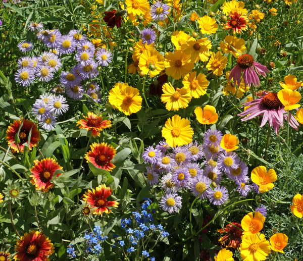 bee garden blend west coast seeds Bee Garden Blend Wildflower Seeds – West Coast Seeds