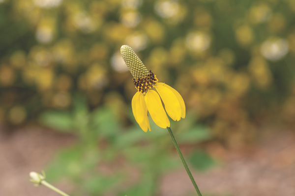 Prairie Coneflower