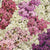 Sweet Bliss Blend
