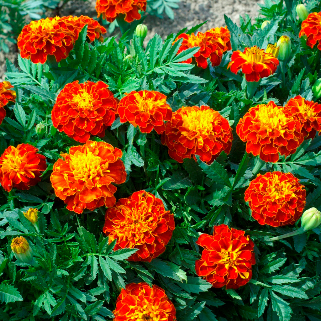 Cherry Marigold Sarong main image 1