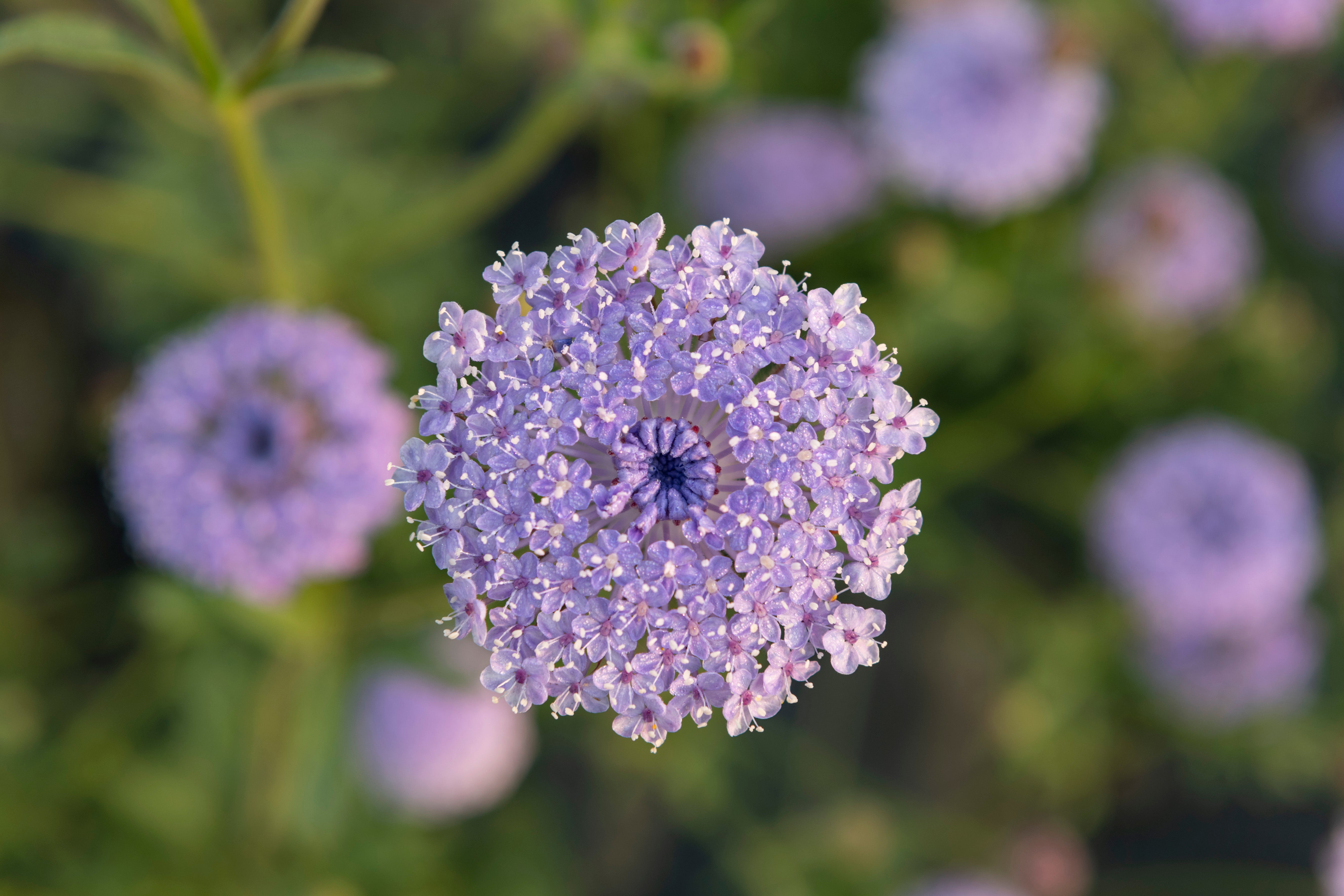バレエ type L / lace flower sapphire blue Lace Blue – West Coast Seeds