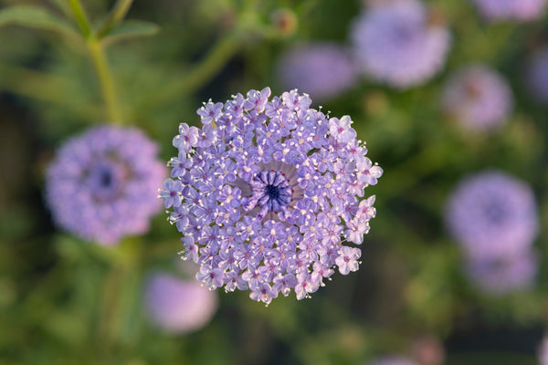 バレエ type L / lace flower sapphire blue Luxury 3D Beaded Flower Lace Fabric in Sky Blue , Scallop