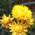 Golden Yellow
