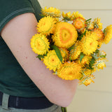 Golden Yellow