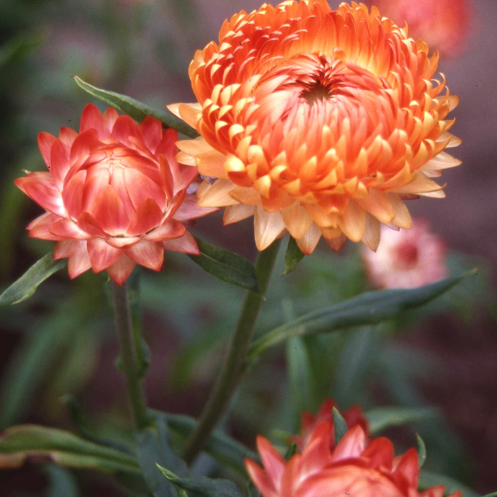Salmon Rose – West Coast Seeds