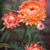 Salmon Rose